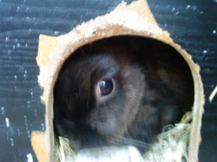 Kanin Ninus <3 - Ninus i sit elskede lille hus, inde i buret ;P hehe,, håber i forstår xp billede 9