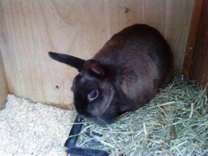 Kanin Ninus <3 - Ninus med ørerne strittende fremme ;p billede 10