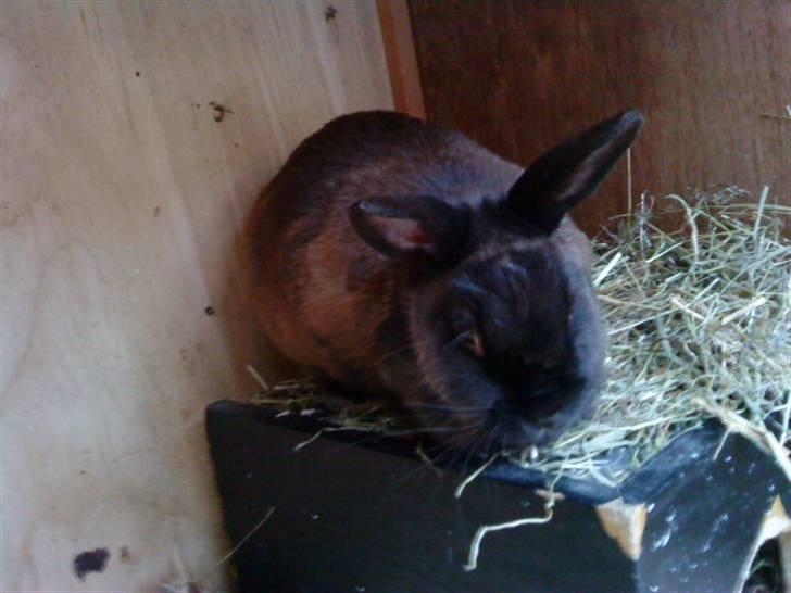 Kanin Ninus <3 - Ninus i sit hø ;) billede 11