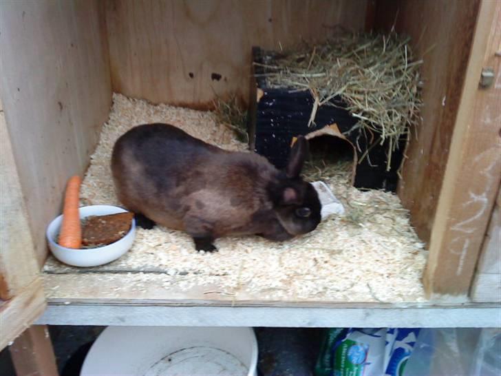 Kanin Ninus <3 - hendes bur 8) billede 12