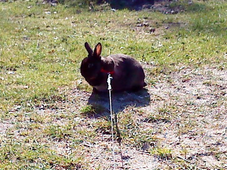 Kanin Ninus <3 - så er vi ude og gå tur =) billede 13