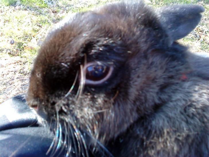 Kanin Ninus <3 - nærbillede ;) billede 14