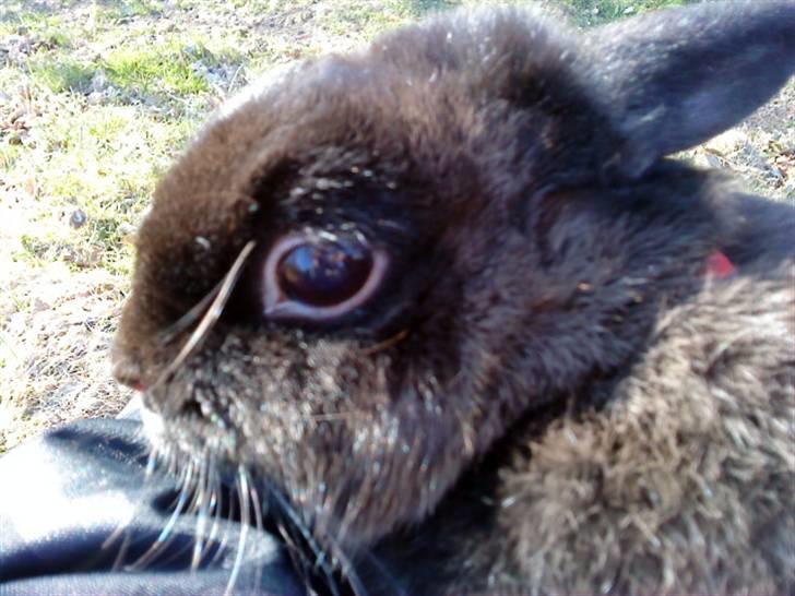 Kanin Ninus <3 - nærbillede :) billede 15