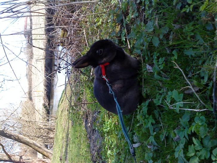 Kanin Ninus <3 - Ninus i det dejlige grønne græs :) billede 16