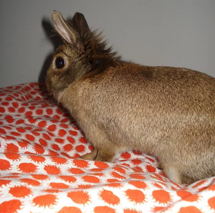 Kanin Hinata - Hinata på min seng :P billede 5