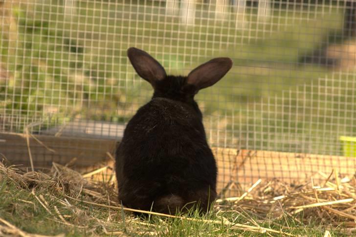 Kanin Millions † Black Beauty † - 13) "Når enden er god, er alting godt" :D  © MichelleGreveNielsen 2010 - Intet må kopieres uden min tilladelse! billede 13