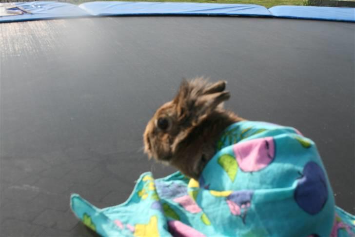 Kanin Hinata - Jeg ved virkelig ikke hvorfor, men jeg elsker det her billede! (L) billede 6