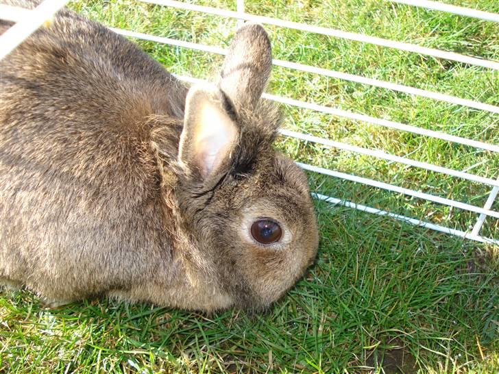 Kanin Hinata - Hætta græsser :D billede 7