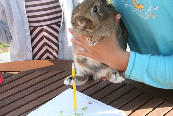 Kanin Hinata - Hinata kan skam også tegne billede 8