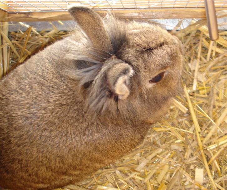 Kanin Hinata - I hendes bur - oppefra xD billede 9