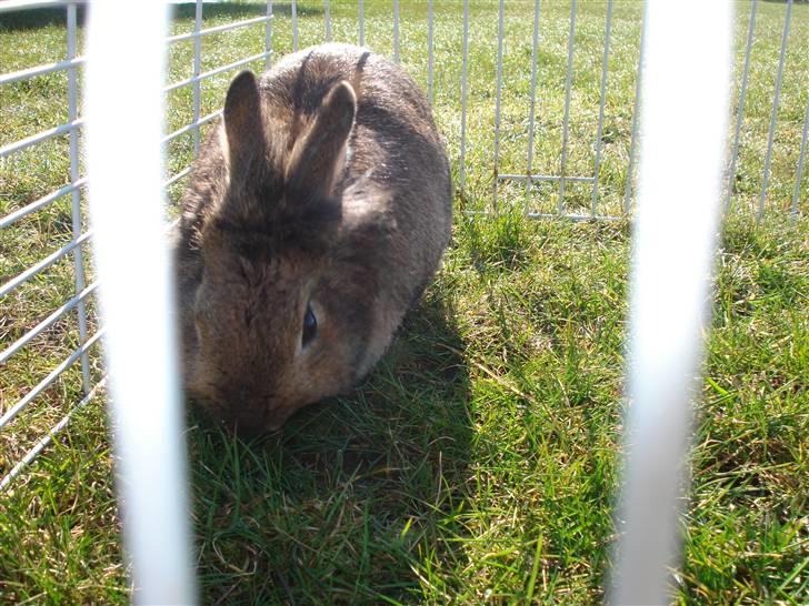 Kanin Hinata - Underligt billede :] billede 10