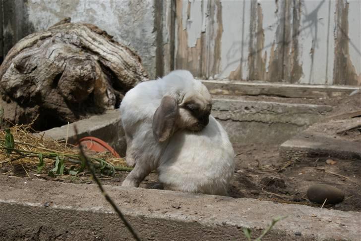 Kanin | Sofus R.I.P. - Vasketid. billede 6