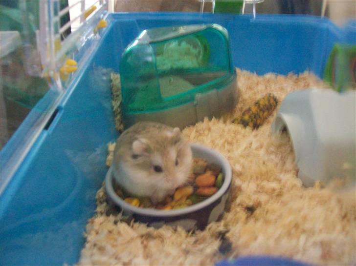 Dværghamster Mini Muffin billede 1