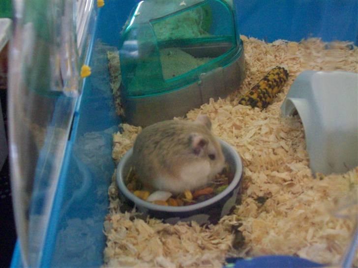 Dværghamster Mini Muffin billede 2
