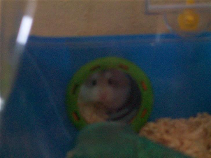 Dværghamster Mini Muffin billede 3