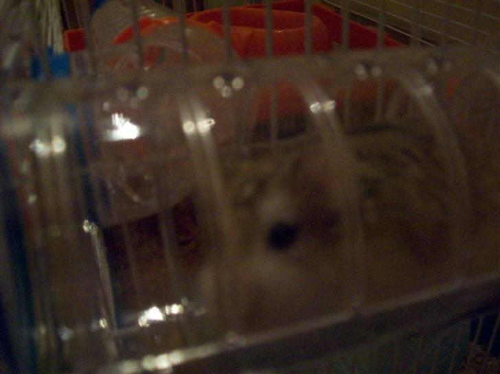 Dværghamster Mini Muffin billede 4