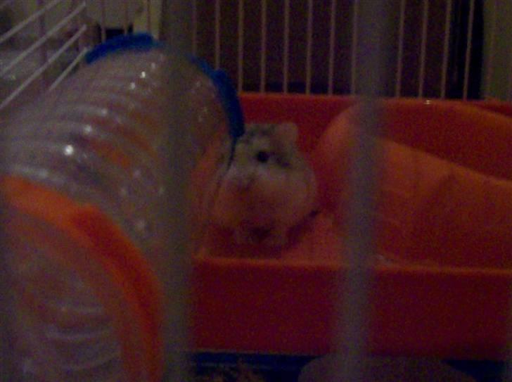 Dværghamster Mini Muffin billede 5