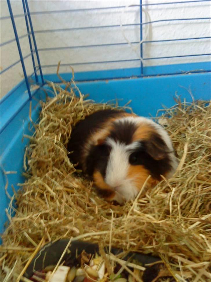 Marsvin Benjamin R.I.P 28.6/10 - Lille butbut hygger sig i sit ny-skiftet bur<33 billede 1