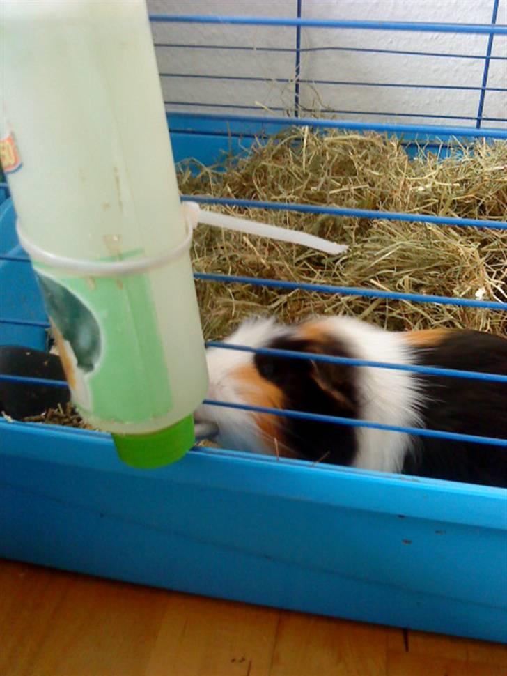 Marsvin Benjamin R.I.P 28.6/10 - så skal man jo ozz lige huske at drikke XD billede 2