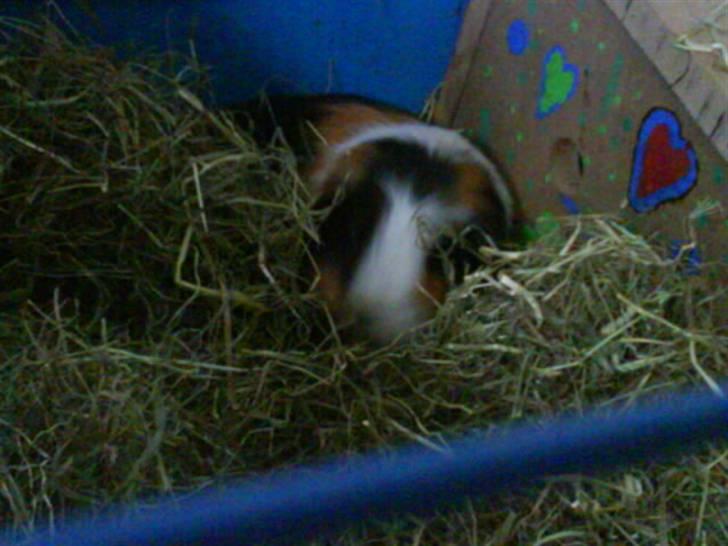 Marsvin Benjamin R.I.P 28.6/10 - gud hvor han dog bare knokler? hihi NOOT <33 billede 3