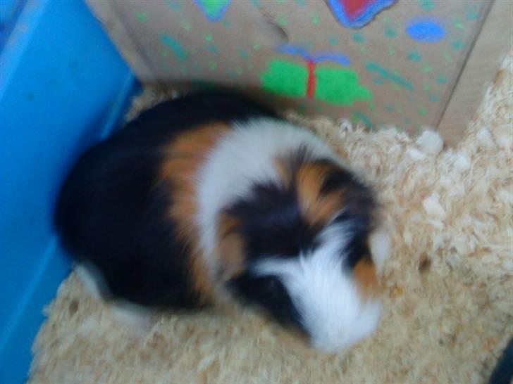 Marsvin Benjamin R.I.P 28.6/10 - elsker diig billede 4