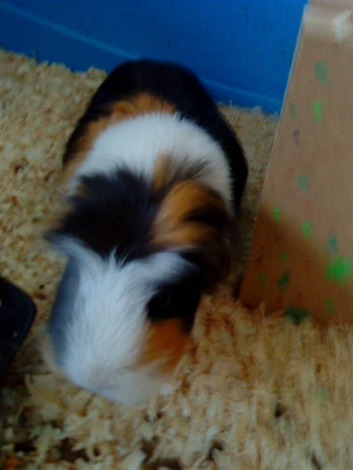 Marsvin Benjamin R.I.P 28.6/10 - du er ski altid så pokkers-nyskerig :* billede 5