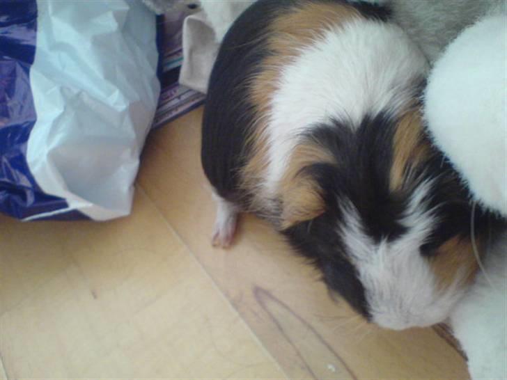 Marsvin Benjamin R.I.P 28.6/10 - du sidder bare op a mi build a bear bamse <3 billede 6