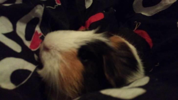 Marsvin Benjamin R.I.P 28.6/10 - I mit nye dyne-betræk billede 7