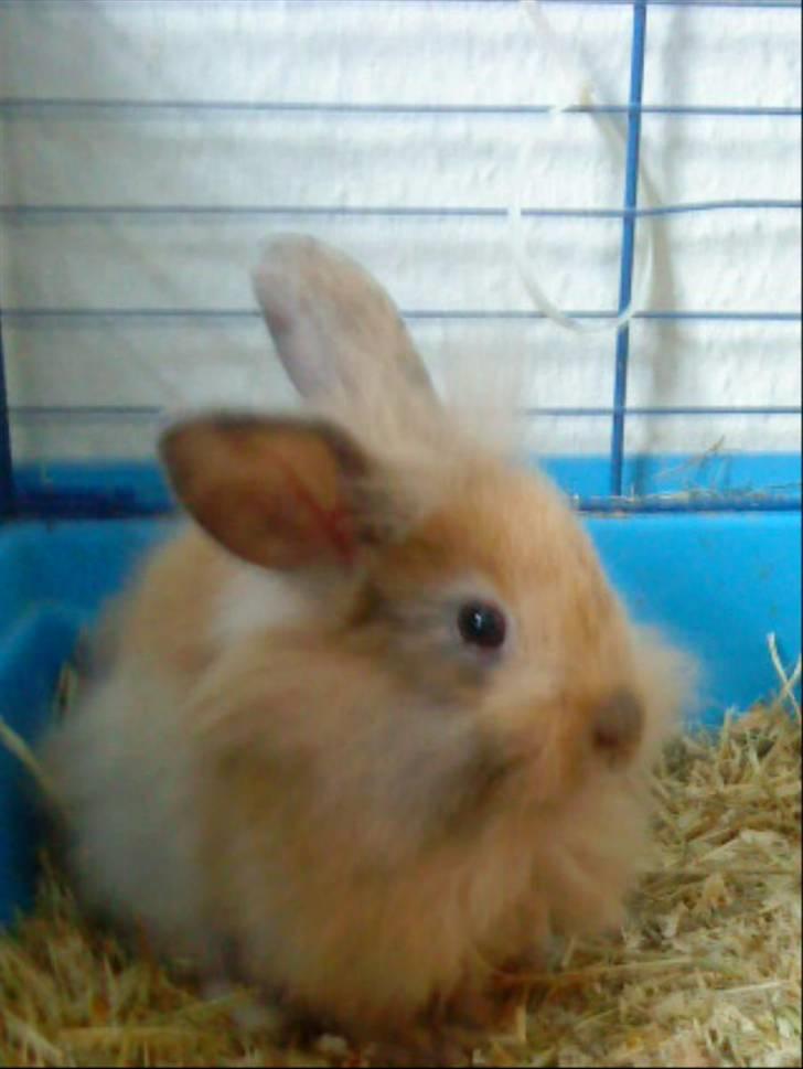 Kanin Prins Kanel Støvle R.I.P billede 1