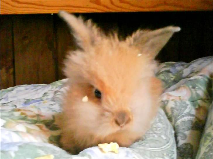 Kanin Prins Kanel Støvle R.I.P - Han smukke søster Rose billede 3