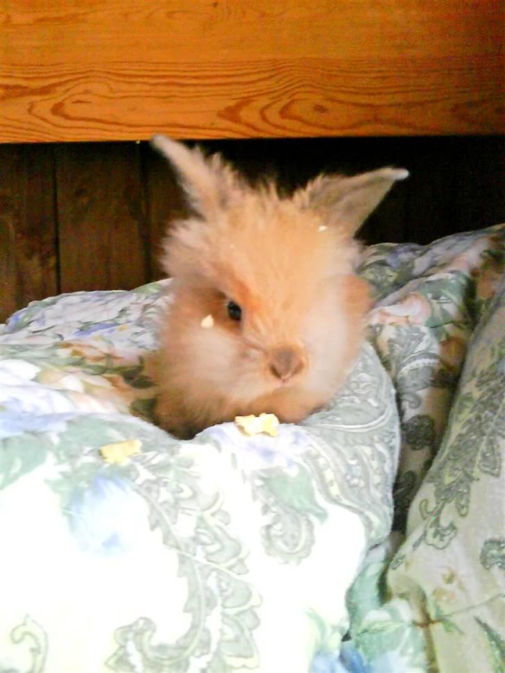 Kanin Prins Kanel Støvle R.I.P - Rose billede 4