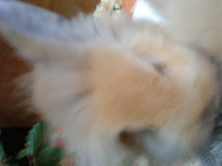 Kanin Prins Kanel Støvle R.I.P billede 5