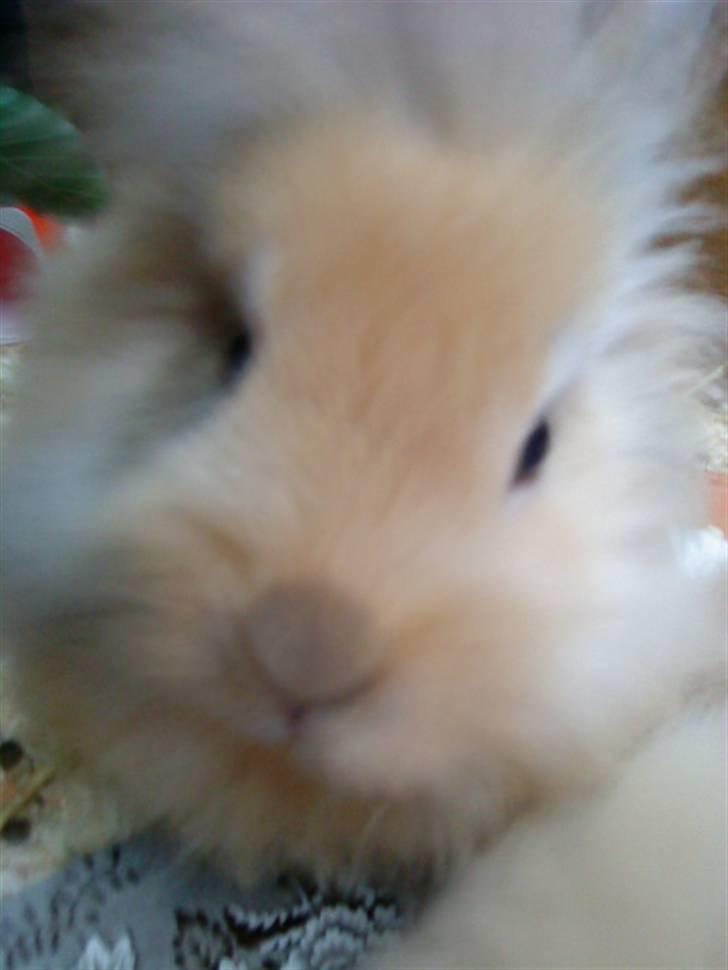 Kanin Prins Kanel Støvle R.I.P billede 6