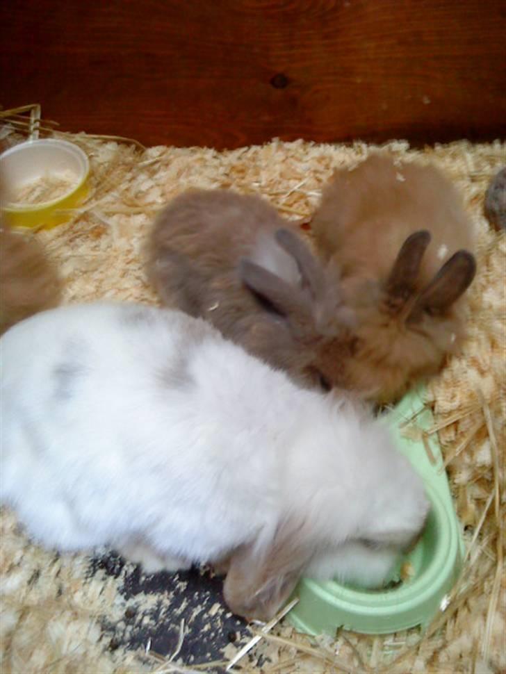 Kanin Prins Kanel Støvle R.I.P - Mor,søster og bror billede 7