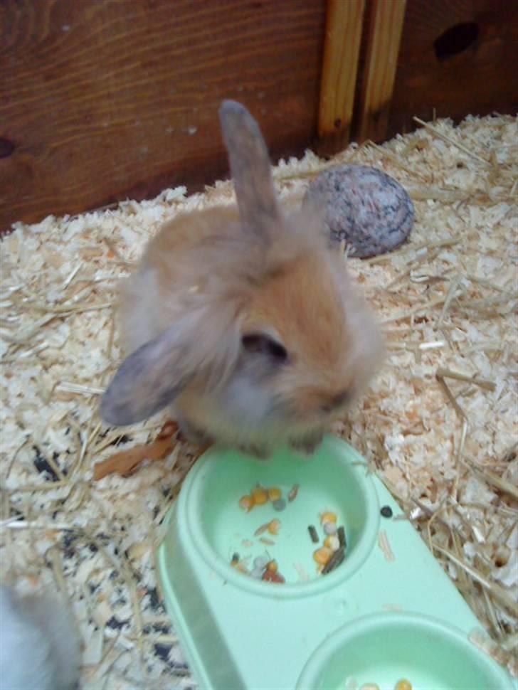 Kanin Prins Kanel Støvle R.I.P billede 8