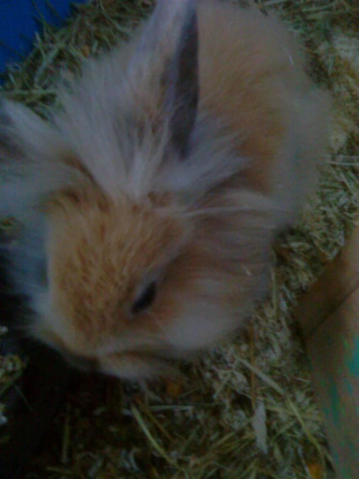 Kanin Prins Kanel Støvle R.I.P billede 9