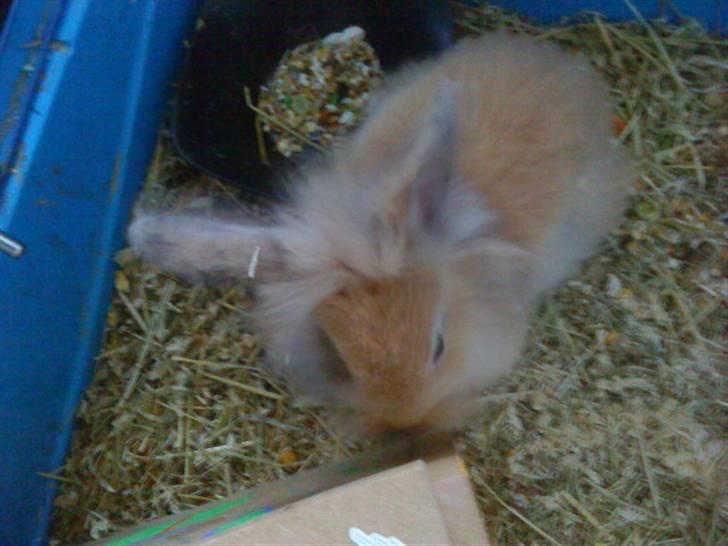 Kanin Prins Kanel Støvle R.I.P billede 10