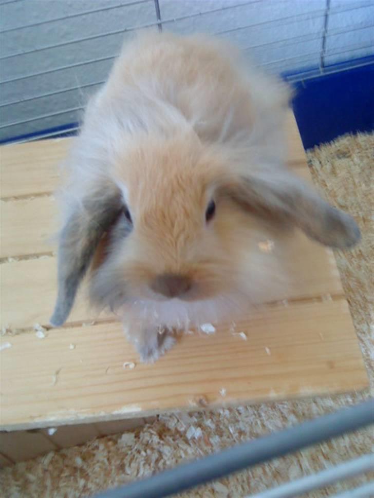 Kanin Prins Kanel Støvle R.I.P billede 11