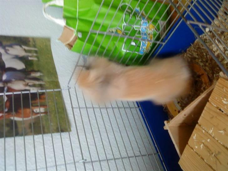 Kanin Prins Kanel Støvle R.I.P billede 12