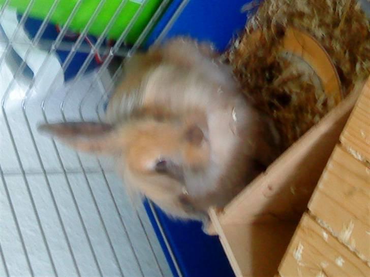 Kanin Prins Kanel Støvle R.I.P billede 13