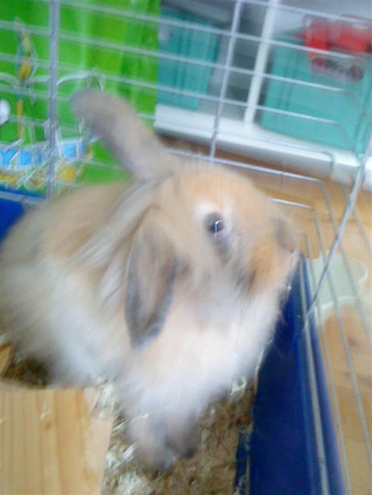 Kanin Prins Kanel Støvle R.I.P billede 14