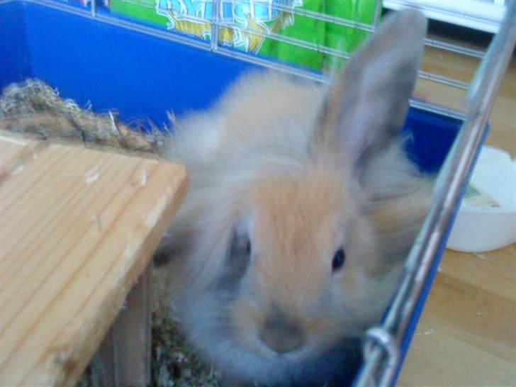 Kanin Prins Kanel Støvle R.I.P billede 15