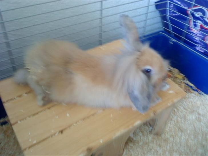 Kanin Prins Kanel Støvle R.I.P billede 16