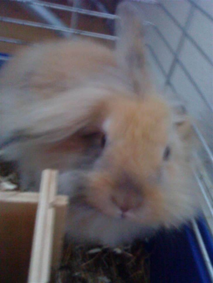 Kanin Prins Kanel Støvle R.I.P billede 17