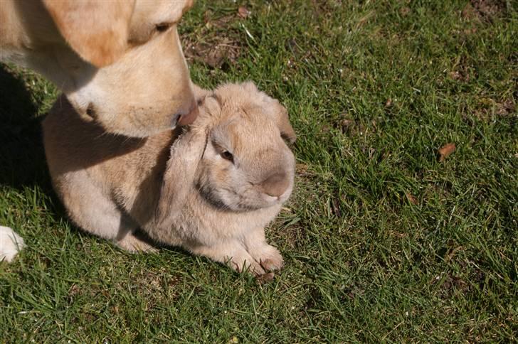 Kanin Buster - Her er min ven :D billede 9