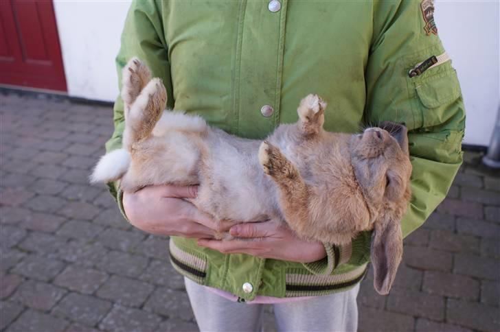 Kanin Buster billede 10