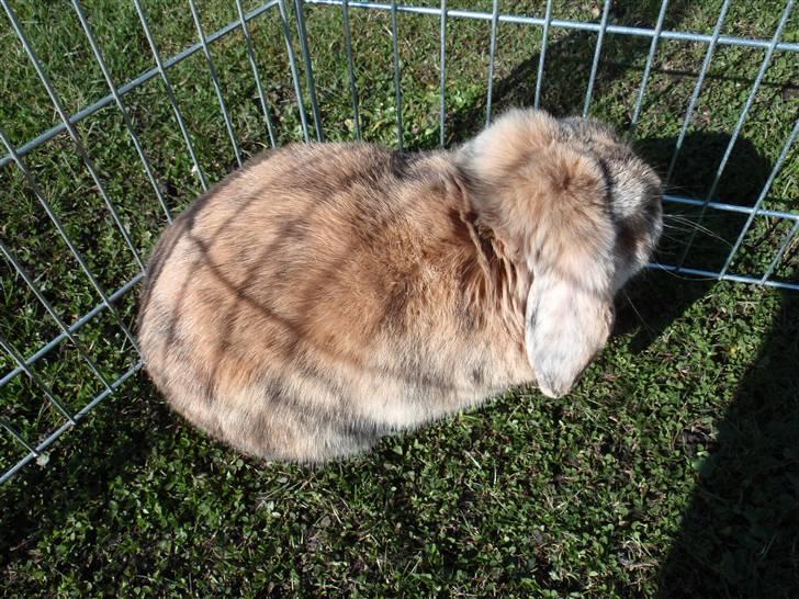 Kanin buller billede 1