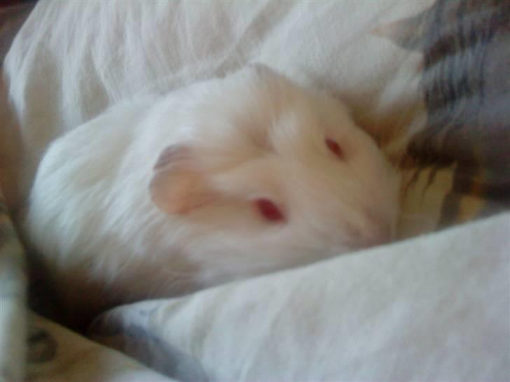 Marsvin Olle billede 1