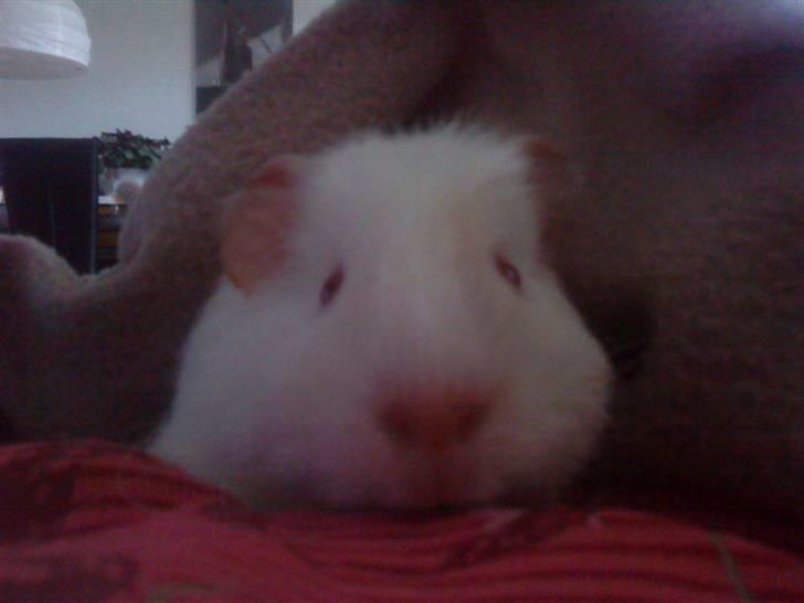 Marsvin Olle billede 2