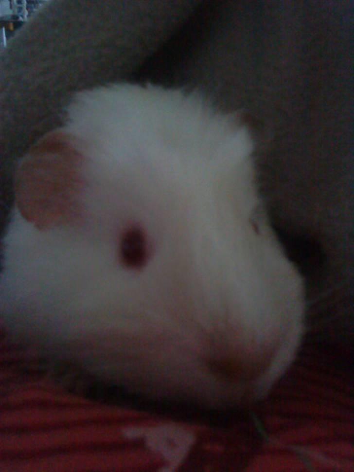 Marsvin Olle billede 3